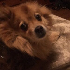 Meet your Posher, Monica